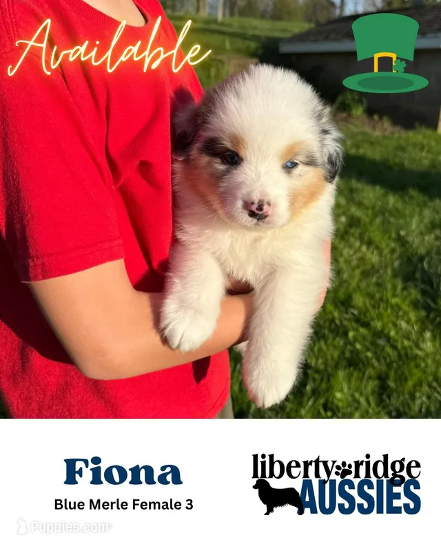 Fiona – Australian Shepherd puppy for sale in Hillsboro, OH