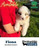 Fiona, a female Australian Shepherd for sale in Hillsboro, OH – Photo 1 of 3