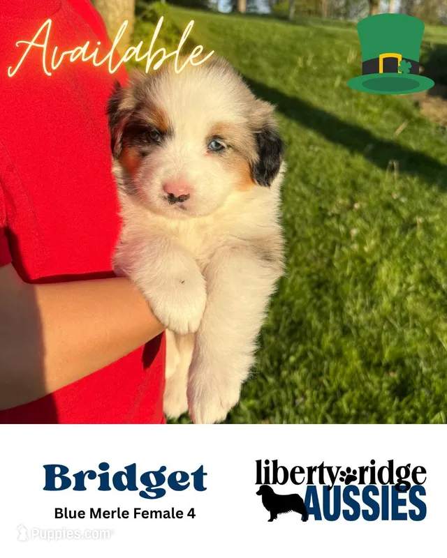 Bridget – Australian Shepherd puppy for sale in Hillsboro, OH