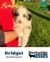 Bridget, a female Australian Shepherd for sale in Hillsboro, OH – Photo 1 of 3