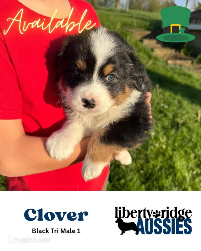 Clover – Australian Shepherd puppy for sale in Hillsboro, OH