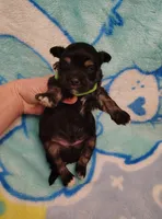 green collar, a male Maltipoo for sale in Bonney Lake, WA – Photo 2 of 10