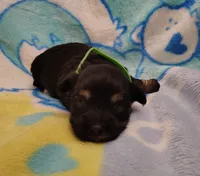 green collar, a male Maltipoo for sale in Bonney Lake, WA – Photo 8 of 10