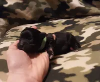 green collar, a male Maltipoo for sale in Bonney Lake, WA – Photo 4 of 10