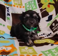 green collar, a male Maltipoo for sale in Bonney Lake, WA – Photo 1 of 10