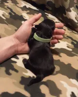 green collar, a male Maltipoo for sale in Bonney Lake, WA – Photo 7 of 10