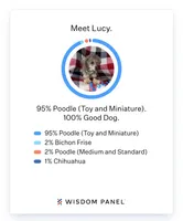 green collar, a male Maltipoo for sale in Bonney Lake, WA – Photo 5 of 10