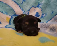 green collar, a male Maltipoo for sale in Bonney Lake, WA – Photo 9 of 10