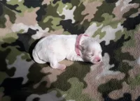 Maltese pink, a female Maltese for sale in Bonney Lake, WA – 5 of 9