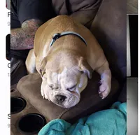 Clover, a female English Bulldog for sale in Bonney Lake, WA – 2 of 9