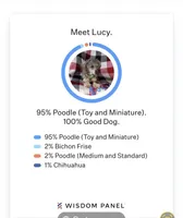 Blue boy, a male Maltipoo for sale in Bonney Lake, WA – 7 of 7