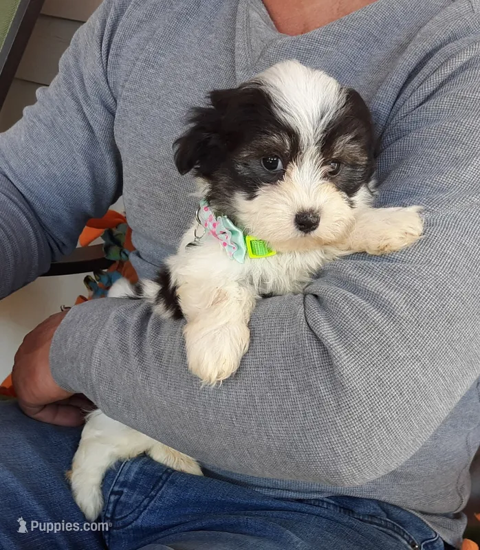 Green boy – Maltipoo puppy for sale in Bonney Lake, WA