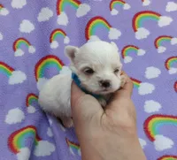 Maltese blue, a male Maltese for sale in Bonney Lake, WA – 4 of 7
