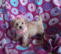 Pink, a female Maltipoo for sale in Bonney Lake, WA – 3 of 10