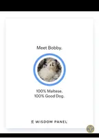 Maltese blue, a male Maltese for sale in Bonney Lake, WA – 6 of 7