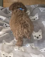 Ernie, a male Poodle - Toy  for sale in Bonney Lake, WA – 3 of 5