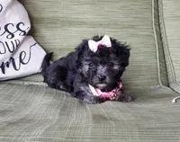 pink collar, a female Maltipoo for sale in Bonney Lake, WA – 2 of 10