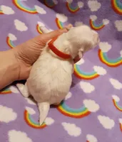 red, a female Maltese for sale in Bonney Lake, WA – Photo 6 of 10