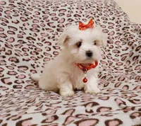 red, a female Maltese for sale in Bonney Lake, WA – Photo 9 of 10