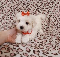 red, a female Maltese for sale in Bonney Lake, WA – Photo 10 of 10