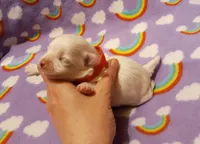 red, a female Maltese for sale in Bonney Lake, WA – Photo 3 of 10