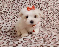 red, a female Maltese for sale in Bonney Lake, WA – Photo 1 of 10