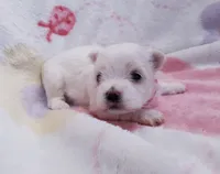 red, a female Maltese for sale in Bonney Lake, WA – Photo 2 of 10