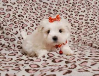 red, a female Maltese for sale in Bonney Lake, WA – Photo 8 of 10