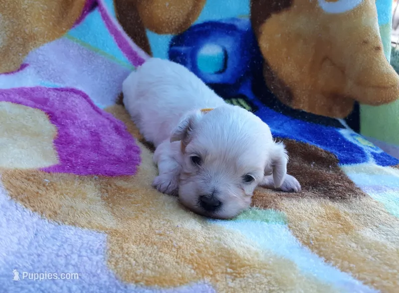 Yellow collar  – Maltipoo puppy for sale in Bonney Lake, WA