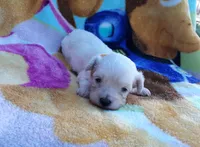 Yellow collar , a male Maltipoo for sale in Bonney Lake, WA – 6 of 10