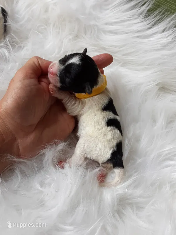 Yellow boy – Maltipoo puppy for sale in Bonney Lake, WA