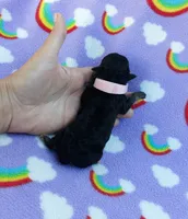 pink collar, a female Maltipoo for sale in Bonney Lake, WA – 3 of 7