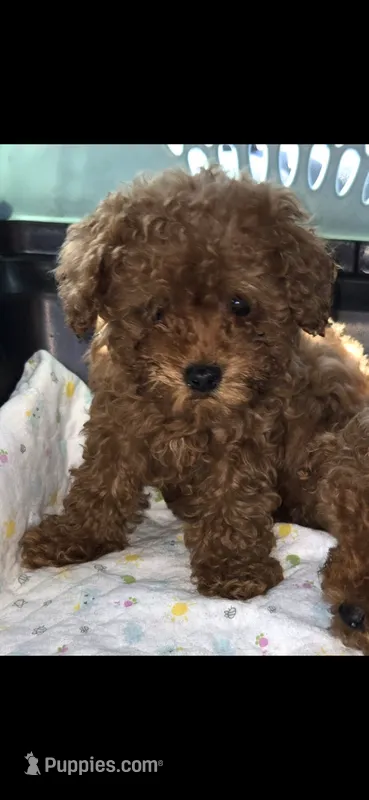 Bert – Poodle - Toy  puppy for sale in Bonney Lake, WA