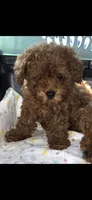 Bert, a male Poodle - Toy  for sale in Bonney Lake, WA – 1 of 4