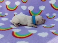 blue collar, a male Maltipoo for sale in Bonney Lake, WA – 4 of 7