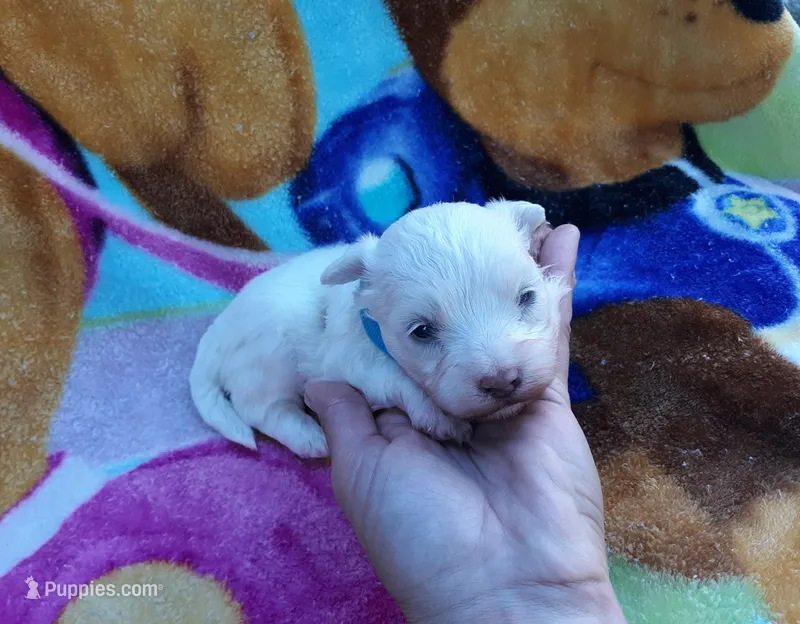 blue collar – Maltipoo puppy for sale in Bonney Lake, WA