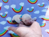 blue collar, a male Maltipoo for sale in Bonney Lake, WA – 2 of 7