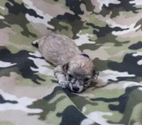 Purple Maltipoo , a female Maltipoo for sale in Bonney Lake, WA – 10 of 10