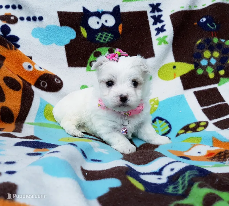 Maltese pink – Maltese puppy for sale in Bonney Lake, WA