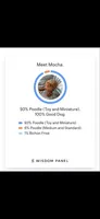 Pink, a female Maltipoo for sale in Bonney Lake, WA – 5 of 6