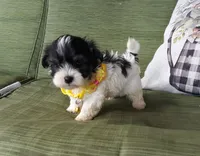Yellow boy, a male Maltipoo for sale in Bonney Lake, WA – 2 of 10