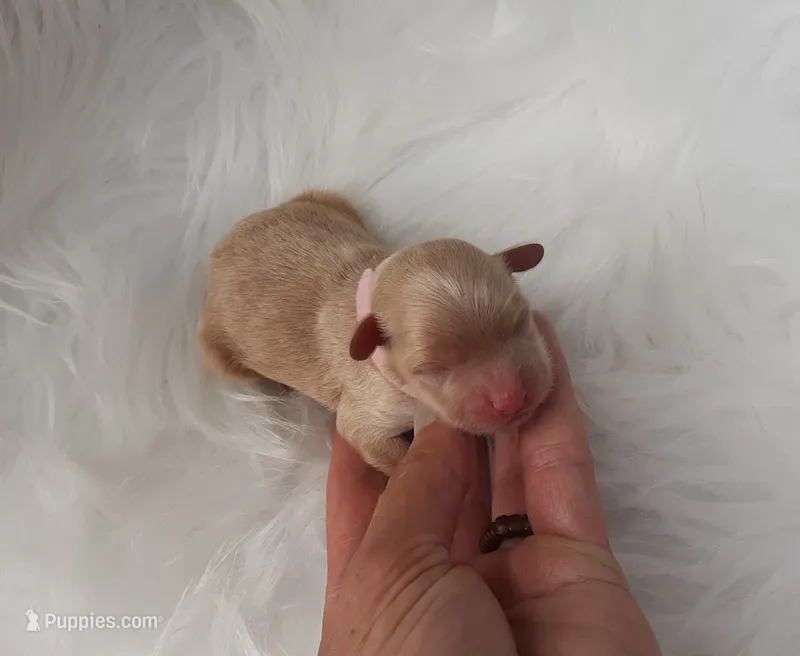 Pink – Maltipoo puppy for sale in Bonney Lake, WA