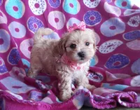 Pink, a female Maltipoo for sale in Bonney Lake, WA – 1 of 10