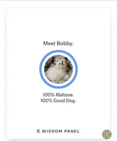 Maltese blue, a male Maltese for sale in Bonney Lake, WA – 8 of 9