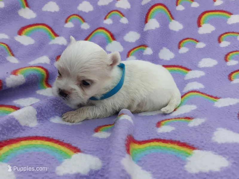 Maltese blue – Maltese puppy for sale in Bonney Lake, WA