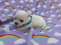 Maltese blue, a male Maltese for sale in Bonney Lake, WA – 1 of 7