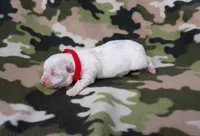 Maltese red, a female Maltese for sale in Bonney Lake, WA – 4 of 9