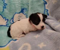 pink collar, a female Maltipoo for sale in Bonney Lake, WA – Photo 10 of 10
