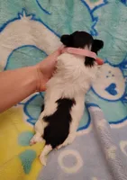 pink collar, a female Maltipoo for sale in Bonney Lake, WA – Photo 9 of 10