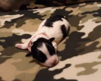 pink collar, a female Maltipoo for sale in Bonney Lake, WA – Photo 4 of 10